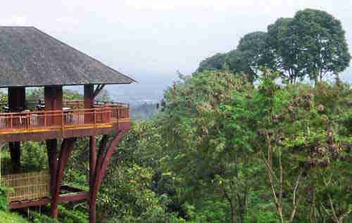 Kebun Teh Wonosari Lawang Malang