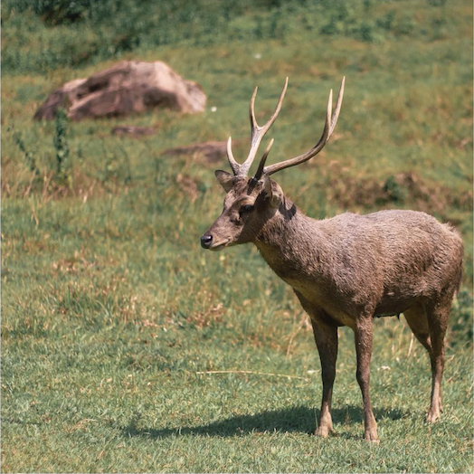 Penangkaran Rusa Cariu