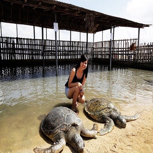 Objek wisata penyu tanjung beroa