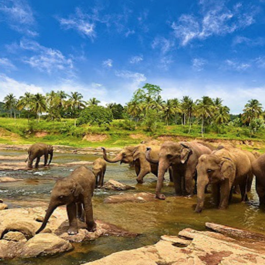 Taman Nasional Way Kambas