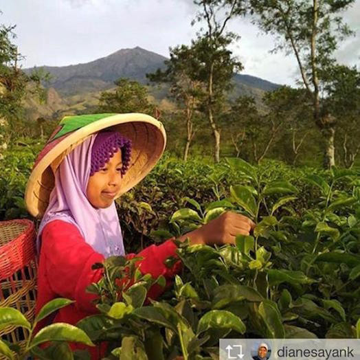 Kebun Teh Wonosari (WISATA AGRO WONOSARI)