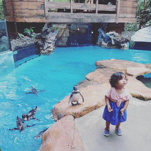 Taman Safari Indonesia, tempat staycation terbaik di Puncak! selain bisa lihat hewan-hewan lucu, ada juga wahana dan resto nya