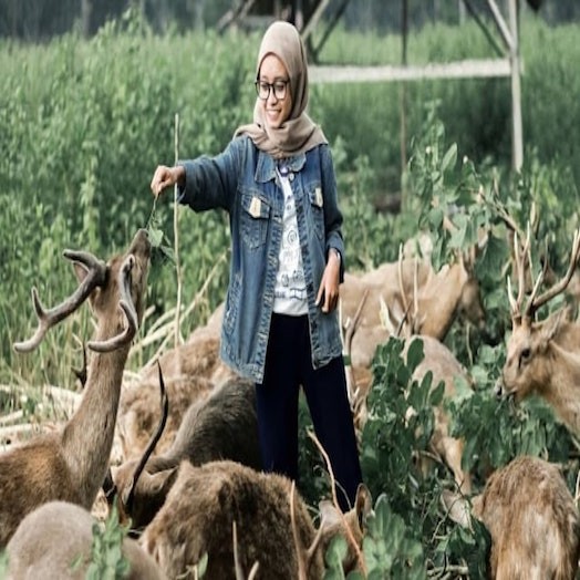 Maliran Deer Breeding