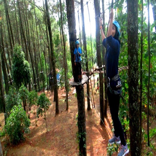 Kampoeng Pinus Sarangan