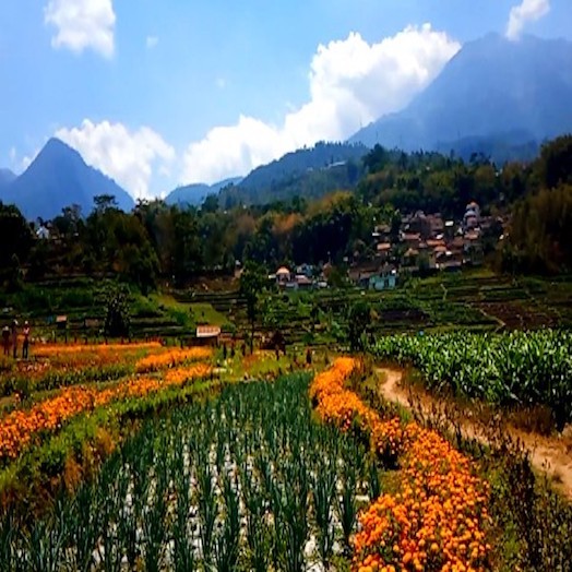 Kebun Bunga Refugia Magetan