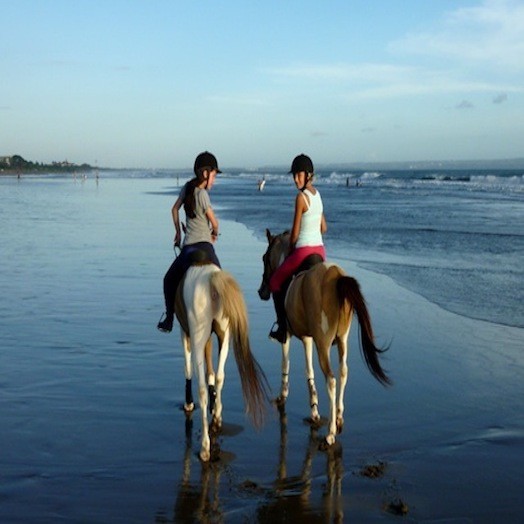 Bali Island Horse